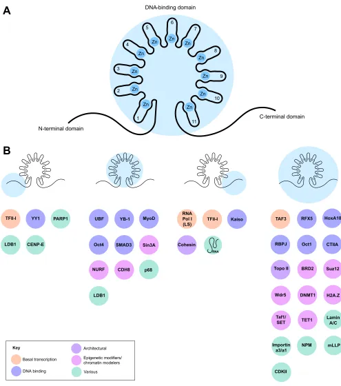 Fig. 1. CTCF interacts with a variety of proteins. (A) Domain structure of CTCF, highlighting the three major domains: the N-terminal domain, the centralzinc-finger domain (containing Zn-fingers 1-11) and the C-terminal domain