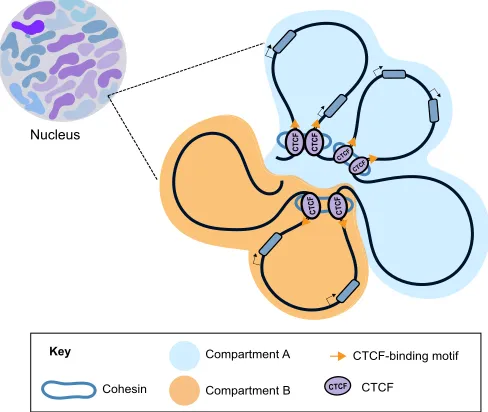 Fig. 2. The organization of the genome inside the nucleus. Eukaryoticchromosomes are organized within the three-dimensional space of thenucleus