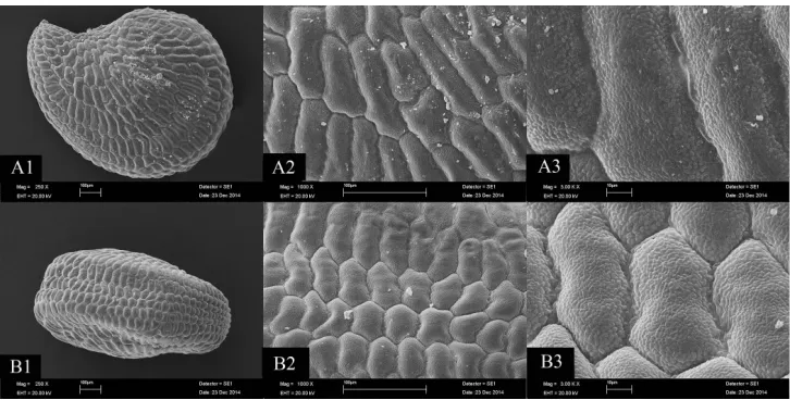 Figure 2. SEM photographs of the seed coat. Bolanthus turcicus – A1–3 ventral surface B1–3 dorsal surface (Scale bars 100 μm).