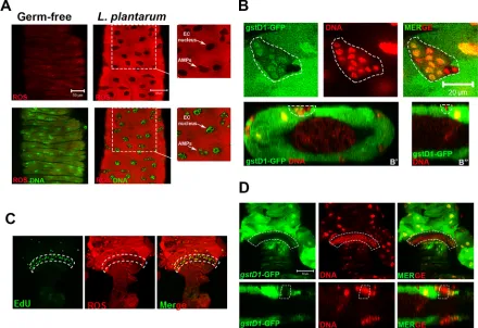 Fig. 1. Discrete localization of cellular ROS within the Drosophila20GFP is outlined by dashed white lines