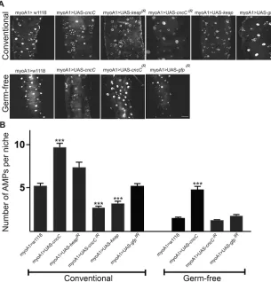 Fig. 3. Expression of CncC/Nrf2 signaling in thirdinstar larval ECs activates AMP proliferation.(A) Detection of AMPs using a staining for DNA within thedistal midgut of larvae of the indicated genotype thatexpresses a transgene or element under the contro