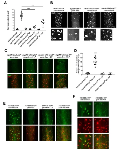 Fig. 4. L. plantarum upregulates upd2 expression in the larval midgut. (A) Measurement of upd2 transcript levels in third instar larval midguts of the indicatedgenotypes