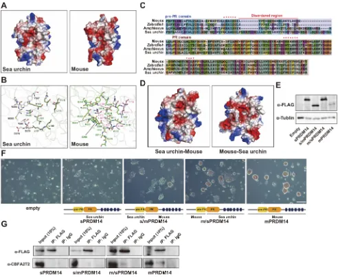 Fig. 7. The pre-PR domain is responsible for the incompatibility of sPRDM14 with mCBFA2T2