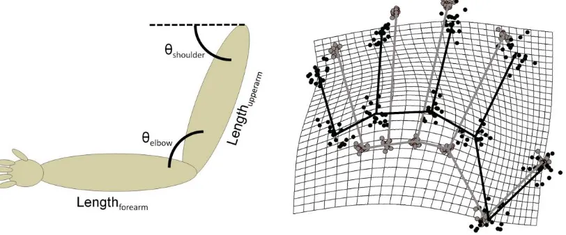 Figure 2: Left Panel: A schematic depiction of the need for stored body representations in position sense in the case of the arm