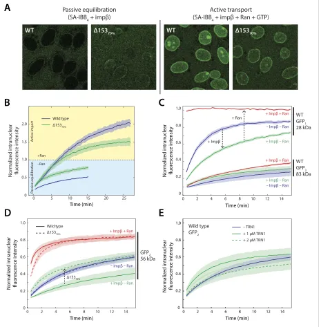 Figure 5. Effect of Nup153 reduction on active transport and passive equilibration. (A) Confocal fluorescence microscopy images showing the change in