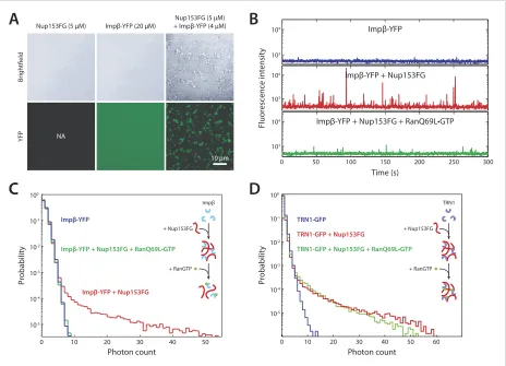 Figure 6. In vitro formation of large RanGTP-reversible impβ•Nup153FG complexes. (A) Confocal images of impβ•Nup153FG complexes