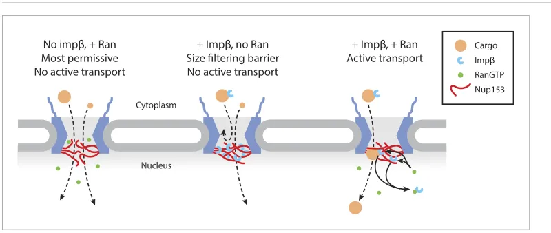 Figure 7. Model of Ran-sensitive impβ•Nup153 interactions at the nuclear face of the NPC