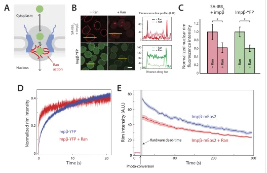 Figure 1. Effect of Ran on impfor cargo-receptor complexes. (rims in the absence of Ran
