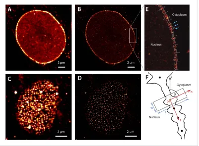 Figure 2. Super-resolution imaging of Alexa647-labeled impNPC structure isolation and alignment
