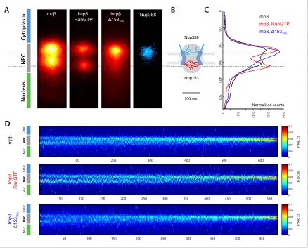 Figure 3. Localization microscopy of impshowing PDF projections of NPC structures in each of the conditions tested