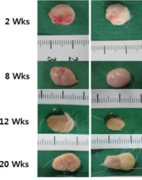Figure 3. Changes in the sizes of poly-D,L-lactic acid filler masses over time. No significant reductions in volume were observed during the 20-week observation period after injection