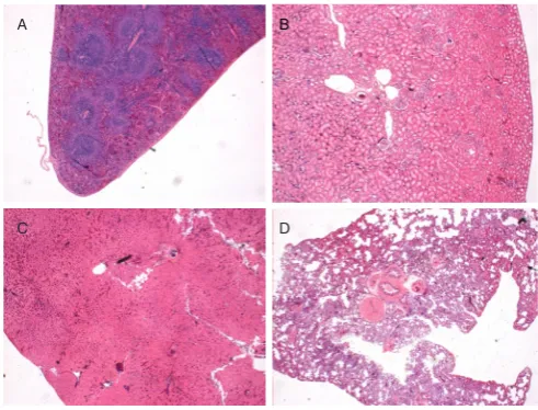 Figure 9. The migration of PDLLA microspheres to internal organs was not observed after PDLLA filler injections