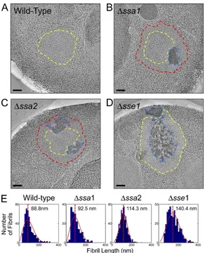 Figure 1. Aggregate remodeling in chaperone knockout strains. Representative tomographic slices through recon-structions of NM-YFP dots in HM20-embedded cell sections from cells with a wild-type chaperone complement and those with Δssa1, Δssa2, and Δsse1 d