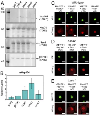 Figure 3. NM-YFP assemblies have a nonuni-fluorescence from the dot aggregates. A line form distribution of molecular chaperones