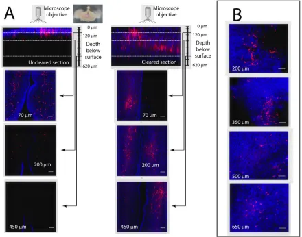 Fig. 3. The optimized clearing protocol improves penetration of laser light and antibodies into thick brain sections for confocal microscopy.(A) Confocal images of thick (1 mm) hypothalamic sections in an E16 chicken embryo brain (inset is a representative