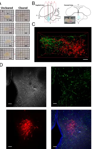 Fig. 4. CUBIC clearing and immunostaining imagingof thick sections from E16 chicken embryo brains.(A) Four consecutive rostral (R) to caudal (C) sections[red rectangles (left to right) in B] from a brain before (left)and after (right) CUBIC clearing