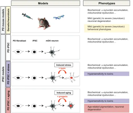 Fig. 1. Late-onset disease modeling: cues from Parkinson’s disease. Schematic illustration of mouse and iPSC models of PD and strategies used to triggerPD phenotypes