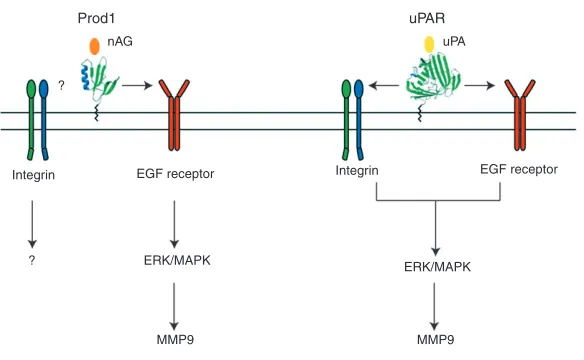 Fig. 2. Parallels between the signaling pathways of