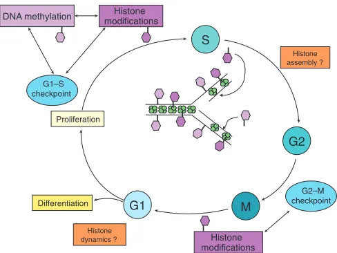 Fig. 1. Known and hypothetical controls linking the cell cycle andchromatin modification