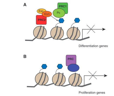 Fig. 2. Chromatin control of cell proliferation andreprogramming. (A) PRC1 and PRC2 complexes help to maintain cellsin an uncommitted, mitotically active stem-like state by silencingdifferentiation genes