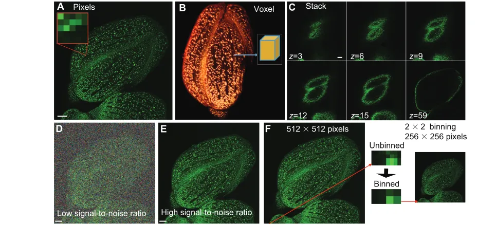 Fig. 2. Image acquisition. (square are averaged to create a single binned pixel. Scale bars: 100YFP) are both fluorescently labeled (green)
