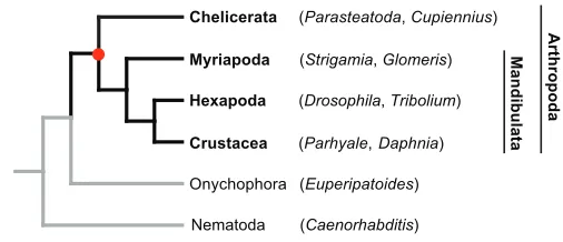 Fig. 1. Phylogenetic relationships between arthropoda andrelated phyla. For each of the phyla, the genera of two selectedmodel organisms are shown in parentheses