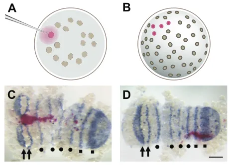 Fig. 3) (Kanayama et al., 2010).Microarrays. The first spider microarray published used 13,655sequences from a large expressed sequence tag (EST) data set (seeTable 1), and led to the discovery of the involvement of odd-pairedin Hh signalling-mediated head segmentation (Kanayama et al.,2011).