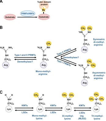 Fig. 1. Tudor domains bind methylated