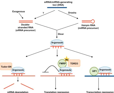 Fig. 2. Pre-mRNA splicing and spliceosome assembly. The assembly and maturation of small nuclear ribonucleoproteins (snRNPs) is mediated bythe survival of motoneuron (SMN) protein complex