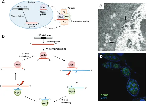 Fig. 4. piRNA biogenesis. ((Armitage (Armi), which localize to the Yb body. Mature Piwi-piRNA complex shuttles into the nucleus for its function in transcription regulation.primary pathway are loaded onto Aub, which target and slice sense transposon RNAs
