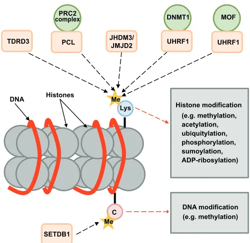Fig. 5. DNA and histone modifications. DNA methylation oncytosine residues and modifications (including methylation) of thenucleosome histone tails recruit many factors that modulate chromatinstructure and regulate gene expression