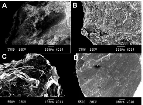 Fig. 2. Scanning electron microscope images of crushed ‘raw’ olivine used in the experiment unsonicated (A) and following sonication (B), and olivine picked from the top ofthe soil column following the experiment (C) and following sonication (D).