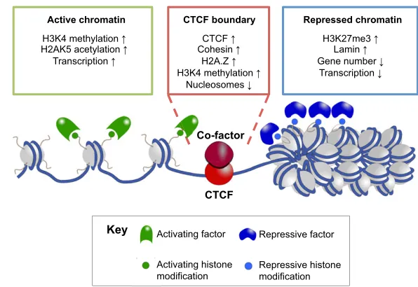 Fig. 5. CTCF boundary elements are associated