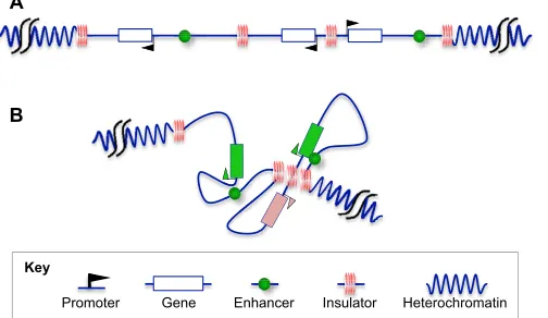 Fig. 1. Schematic overview of the domain model of a lineargenome, highlighting insulator locations