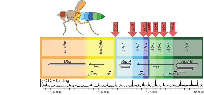 Fig. 4. CTCF binding in the D(Maeda and Karch, 2006)]. The domains shaded in green (iab-5 to iab-8) control the expression of abd-Athe diagram above