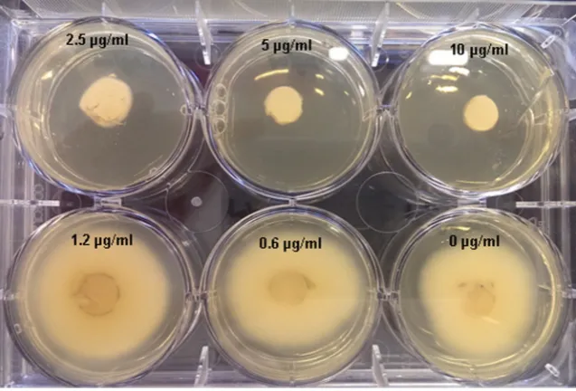 Fig. 3. Susceptibility of T. rubrum to ciclopirox olamine using mycelial plugs in 6-well plates.