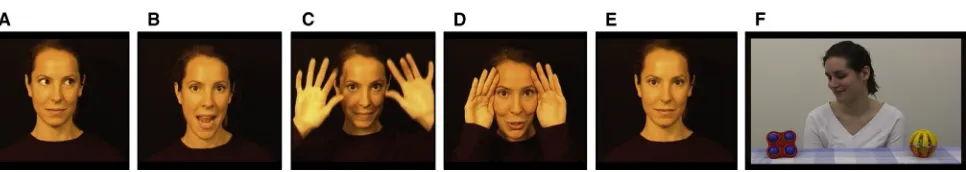 Figure 2. Selected Frames from the Stimuli(A–E) Illustrations of actor’s movements in eye movement (A), mouth movement (B), hand movement (C), peek-a-boo (coordinated movement of eyes, mouth, andhands) (D), and still face (E) in face-scanning task.(F) Head turn to an object in gaze-following task.
