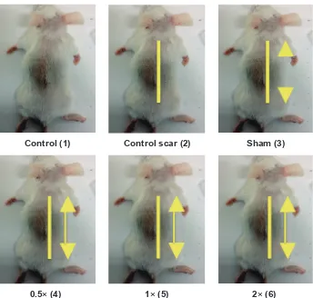 Figure 2: Representative mice from 5 stretch strength groups, with the incision and stretch guidelines