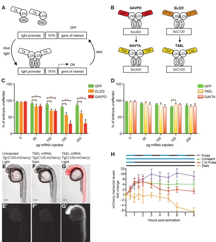 Fig. 1. Optimization of TAEL as an optogenetic gene expression system for zebrafish. (A) Schematic depicting general mechanism for single-proteincomponent, LOV-based, light-responsive gene expression systems