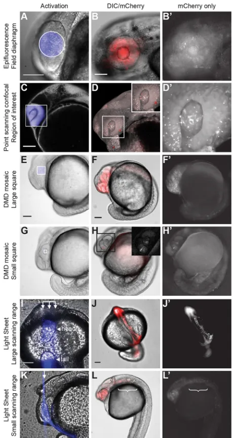 Fig. 2. Spatial control of TAEL induction achieved using four different