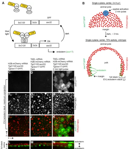 Fig. 3. Conversion of presumptive EVL and ectoderm to endoderm via TAEL-dependent Sox32 expression