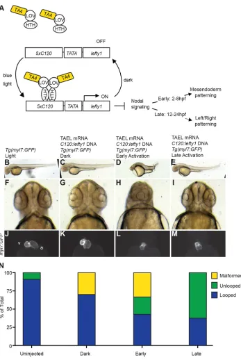 Fig. 4. Temporal control of Nodal signalingvia TAEL-induced expression of lefty1.(A) Schematic depicting experimental set-upfor TAEL-induced Nodal inhibition
