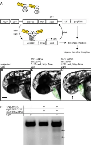 Fig. 5. Light-induced gene editing in zebrafish. Light-of the guide RNA sequence targeting tyrosinase, a proteinessential for pigment formation