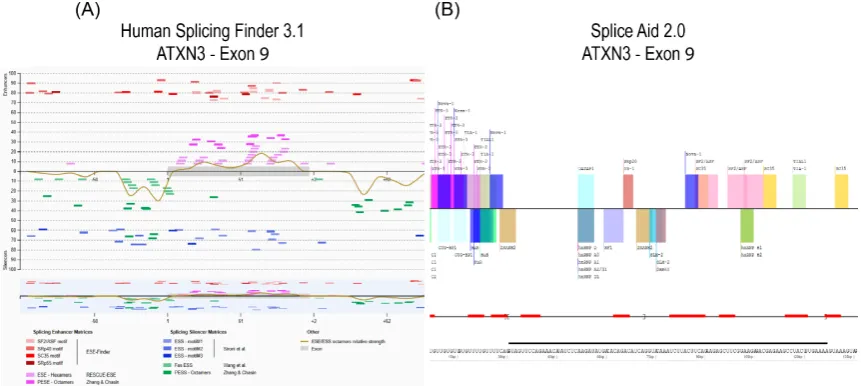 Figure 1.Figure 1. In silico prediction of splice motifs for exon 9 of the ATXN3 transcript using Human Splicing Finder (A) and SpliceAid 2 (B)