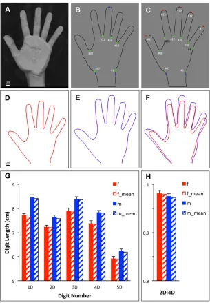 Fig. 7. Analysis of hand morphometrics usingMorphoLeaf. (A) Left hand imaged with a scanner