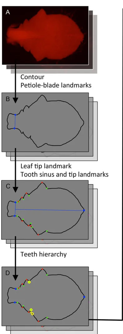 Fig. 1. Overview of the MorphoLeaftool. MorphoLeaf is an application thatruns on the freely available Free-Dsoftware
