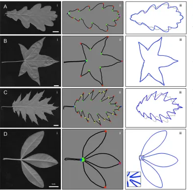 Fig. 4. Characterisation of matureleaf shapes of various speciesusing MorphoLeaf. MorphoLeafwas applied on a simple pinnatelylobed leaf (sessile oak, Quercuspetraea, A), a simple palmately lobedleaf (Maple, Acer sp., B), a simplepinnately lobed leaf with s