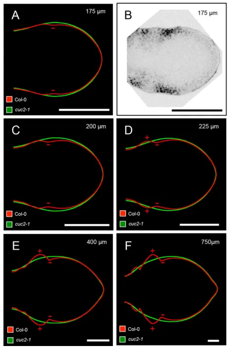 Fig. 6. Analysis of early stages of wild-type and cuc2-1 leaf development.(A,C-F) Average leaf primordium of wild type (red line) and cuc2-1 (greenline) at different sizes (indicated in the top right corner in each panel)