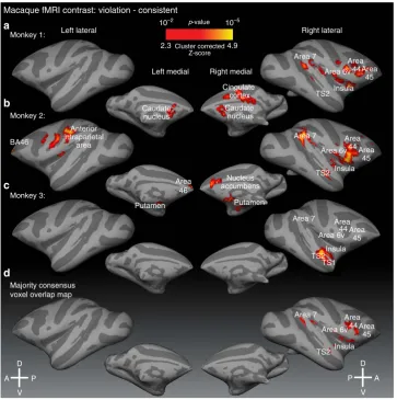 Figure 2 | Macaque brain regions sensitive to sequence ordering violations. Statistical parametric maps of sensitivity to sequence violations (contrast:(see Methods)