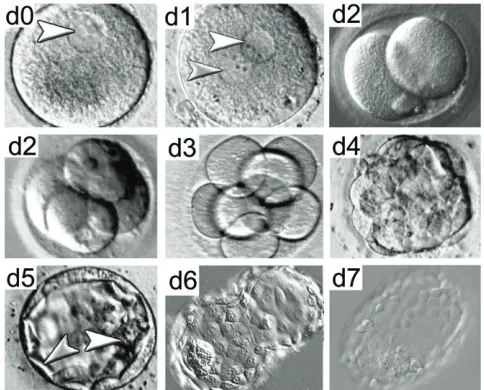 Fig. 1. Stages of human pre-implantation embryo development.Phase-contrast images of human embryo development from day (d) 0to day 7